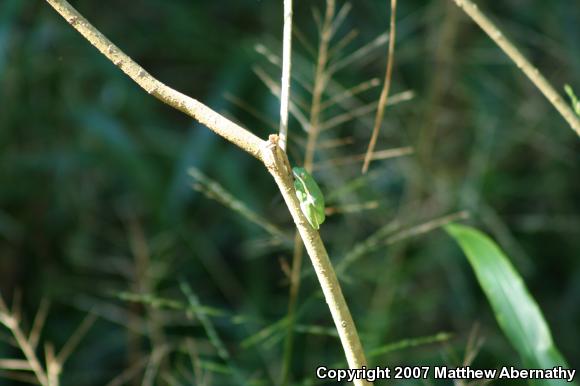 Green Treefrog (Hyla cinerea)