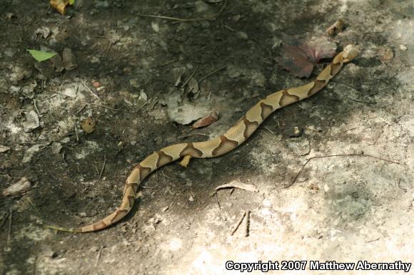 Southern Copperhead (Agkistrodon contortrix contortrix)