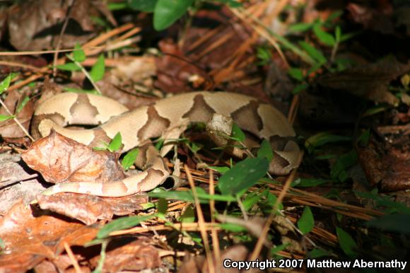 Southern Copperhead (Agkistrodon contortrix contortrix)