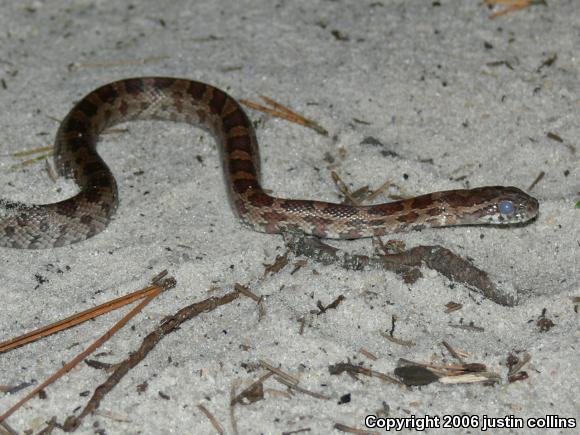 Corn Snake (Pantherophis guttatus guttatus)