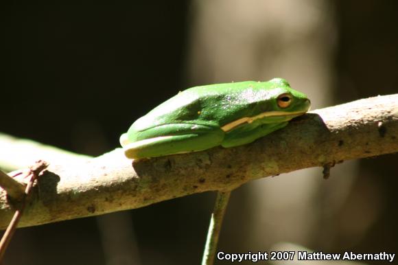 Green Treefrog (Hyla cinerea)