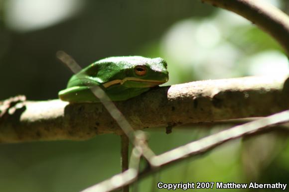 Green Treefrog (Hyla cinerea)