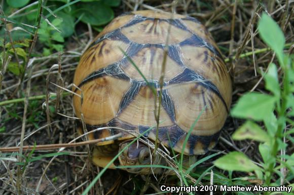 Three-toed Box Turtle (Terrapene carolina triunguis)