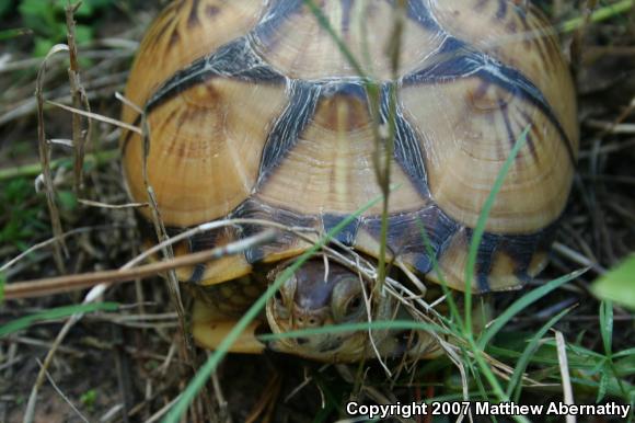 Three-toed Box Turtle (Terrapene carolina triunguis)