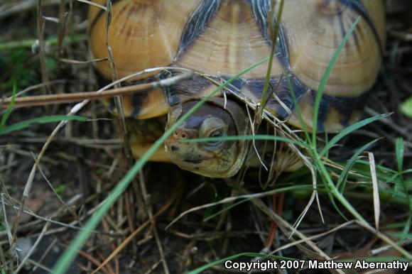 Three-toed Box Turtle (Terrapene carolina triunguis)