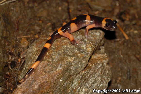 Large-blotched Ensatina (Ensatina eschscholtzii klauberi)