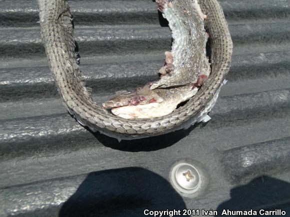 Mexican Whipsnake (Coluber mentovarius striolatus)