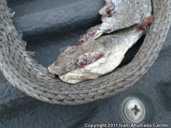 Mexican Whipsnake (Coluber mentovarius striolatus)