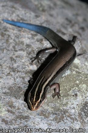 Oak Forest Skink (Plestiodon lynxe)