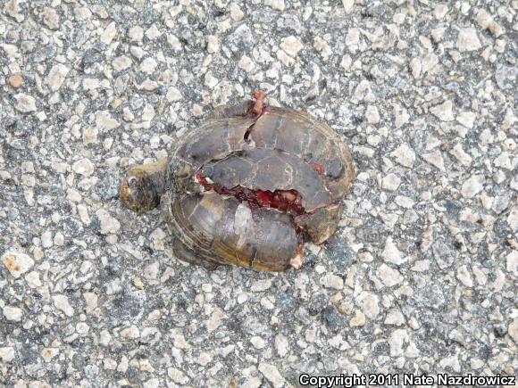 Eastern Mud Turtle (Kinosternon subrubrum subrubrum)