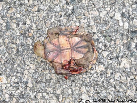 Eastern Mud Turtle (Kinosternon subrubrum subrubrum)