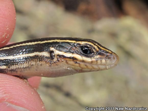 Broadhead Skink (Plestiodon laticeps)