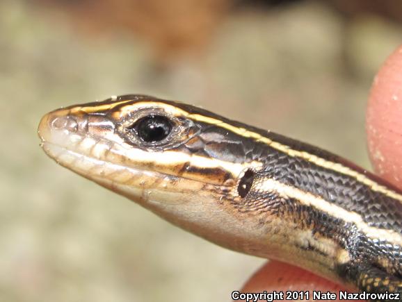 Broadhead Skink (Plestiodon laticeps)