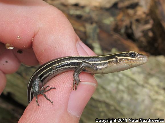 Broadhead Skink (Plestiodon laticeps)