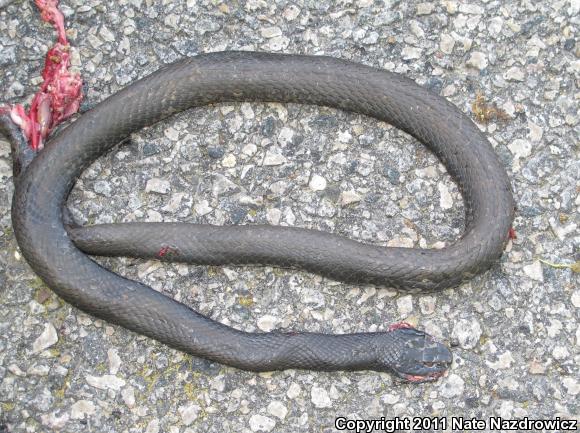 Northern  Black Racer (Coluber constrictor constrictor)