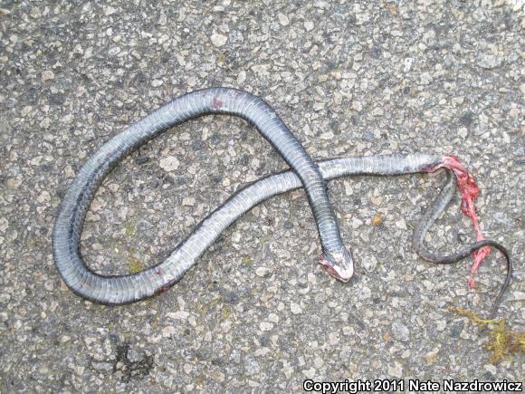 Northern  Black Racer (Coluber constrictor constrictor)