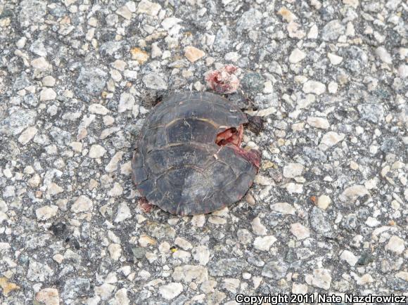 Eastern Painted Turtle (Chrysemys picta picta)