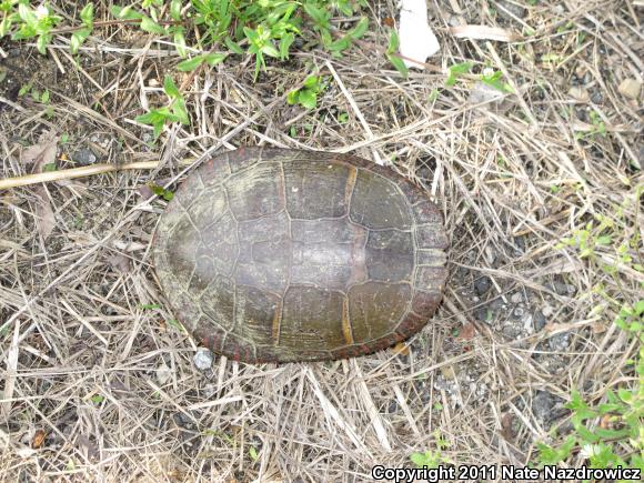 Eastern Painted Turtle (Chrysemys picta picta)