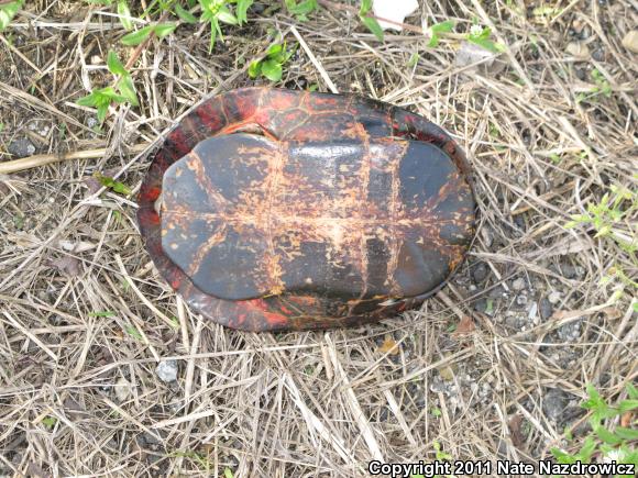 Eastern Painted Turtle (Chrysemys picta picta)