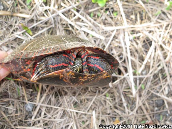 Eastern Painted Turtle (Chrysemys picta picta)