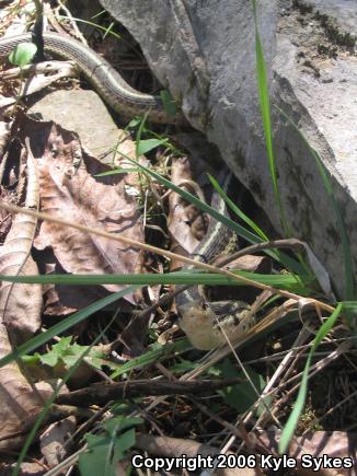 Eastern Gartersnake (Thamnophis sirtalis sirtalis)