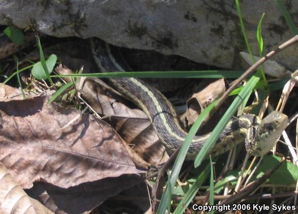 Eastern Gartersnake (Thamnophis sirtalis sirtalis)