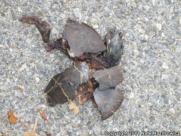 Eastern Painted Turtle (Chrysemys picta picta)