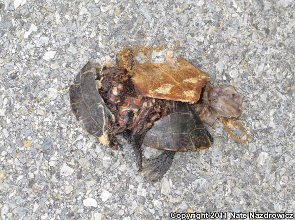 Eastern Painted Turtle (Chrysemys picta picta)