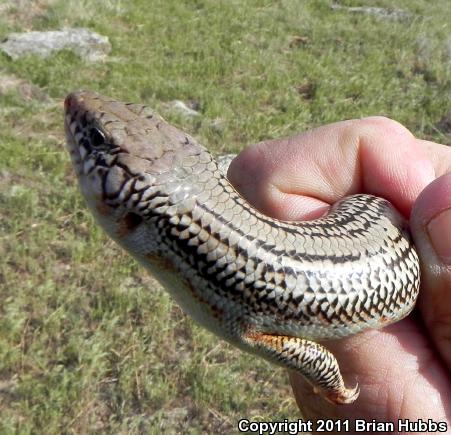 Great Plains Skink (Plestiodon obsoletus)