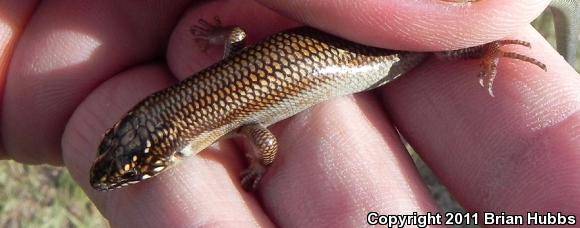 Great Plains Skink (Plestiodon obsoletus)