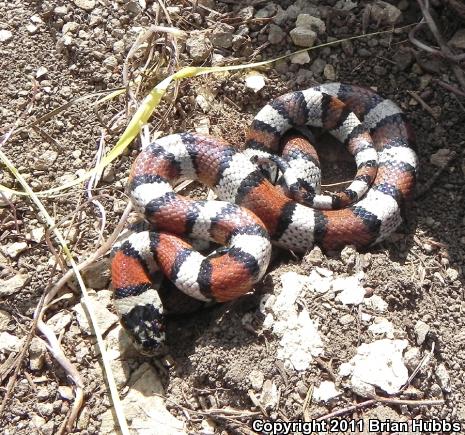 Central Plains Milksnake (Lampropeltis triangulum gentilis)