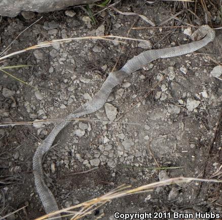 Central Plains Milksnake (Lampropeltis triangulum gentilis)