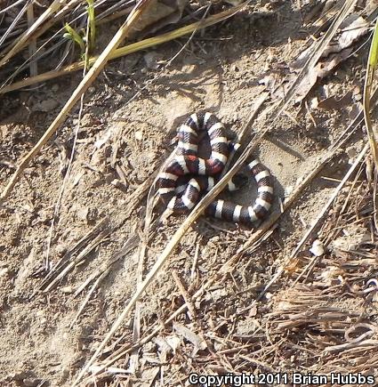 Central Plains Milksnake (Lampropeltis triangulum gentilis)