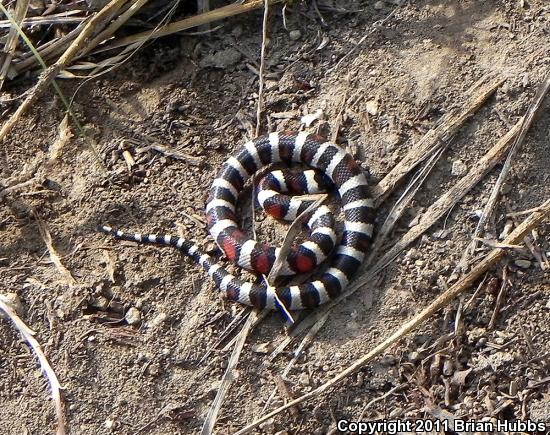 Central Plains Milksnake (Lampropeltis triangulum gentilis)