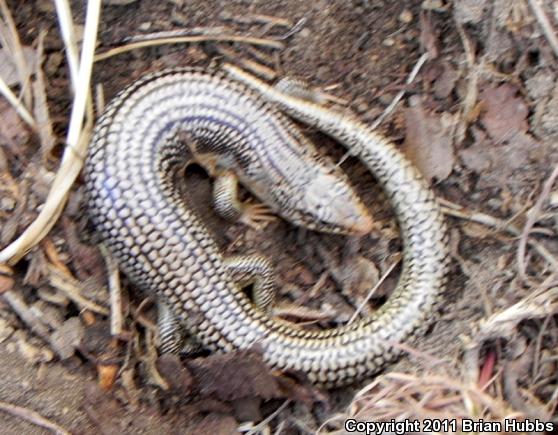 Great Plains Skink (Plestiodon obsoletus)