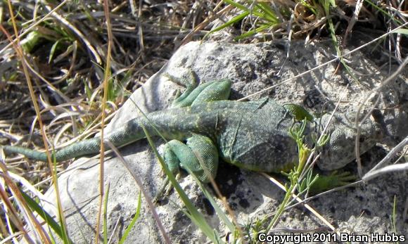 Eastern Collared Lizard (Crotaphytus collaris)