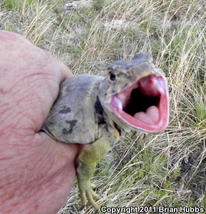 Eastern Collared Lizard (Crotaphytus collaris)