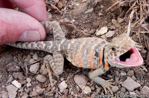 Eastern Collared Lizard (Crotaphytus collaris)