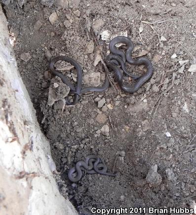 Prairie Ring-necked Snake (Diadophis punctatus arnyi)