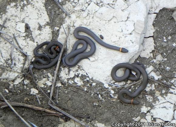 Prairie Ring-necked Snake (Diadophis punctatus arnyi)