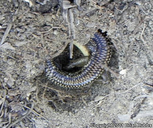 Great Plains Skink (Plestiodon obsoletus)