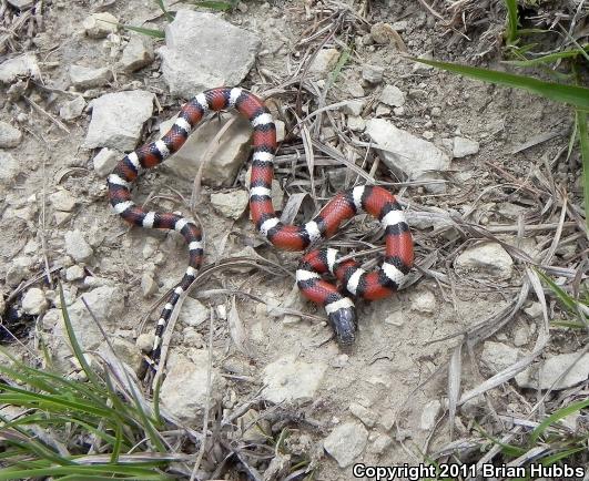 Central Plains Milksnake (Lampropeltis triangulum gentilis)