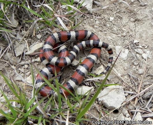 Central Plains Milksnake (Lampropeltis triangulum gentilis)