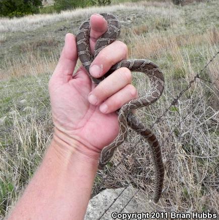 Great Plains Ratsnake (Pantherophis emoryi)