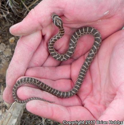 Great Plains Ratsnake (Pantherophis emoryi)