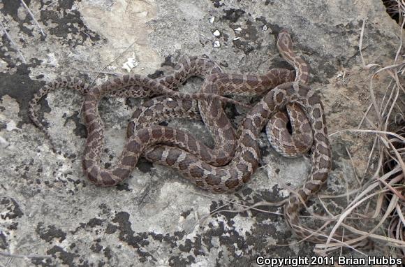 Great Plains Ratsnake (Pantherophis emoryi)