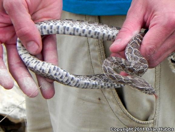 Great Plains Ratsnake (Pantherophis emoryi)