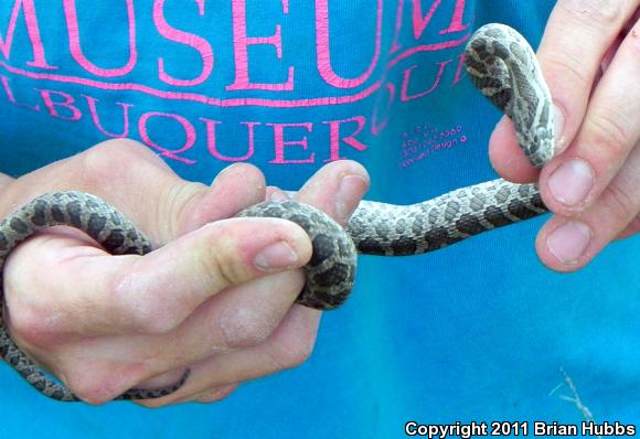 Great Plains Ratsnake (Pantherophis emoryi)