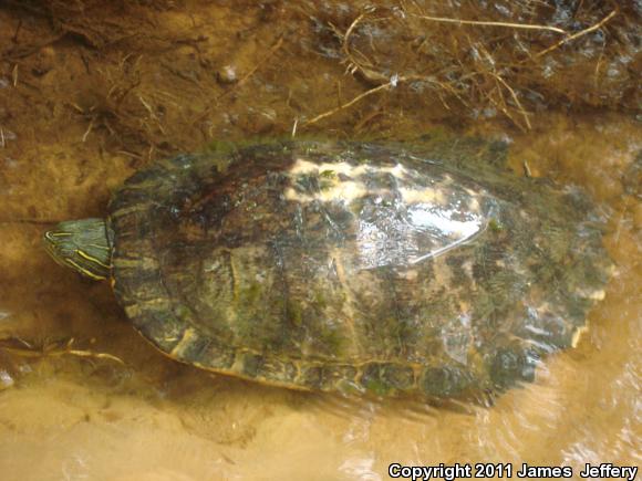 Alabama Red-bellied Cooter (Pseudemys alabamensis)