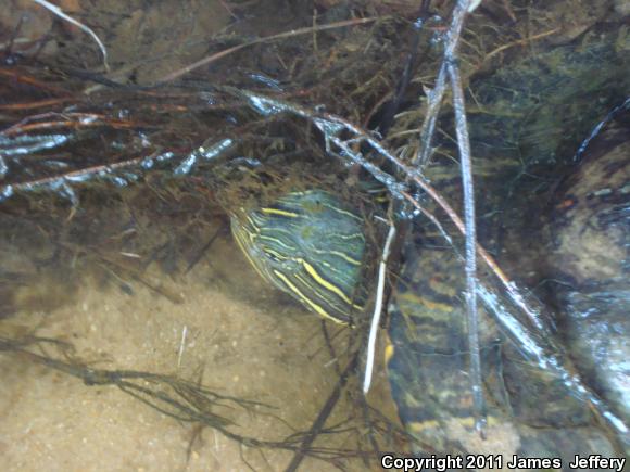 Alabama Red-bellied Cooter (Pseudemys alabamensis)